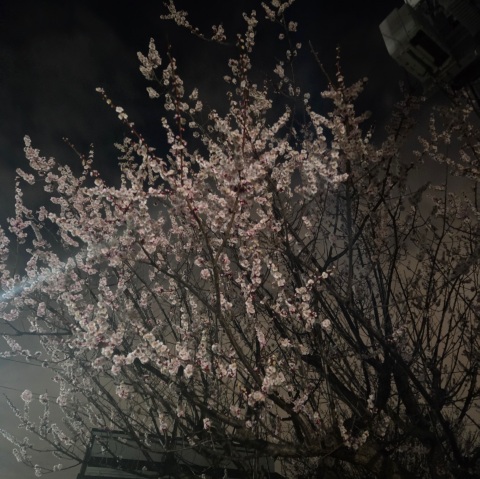 写メ
