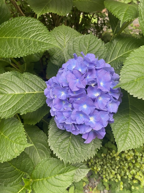 写メ