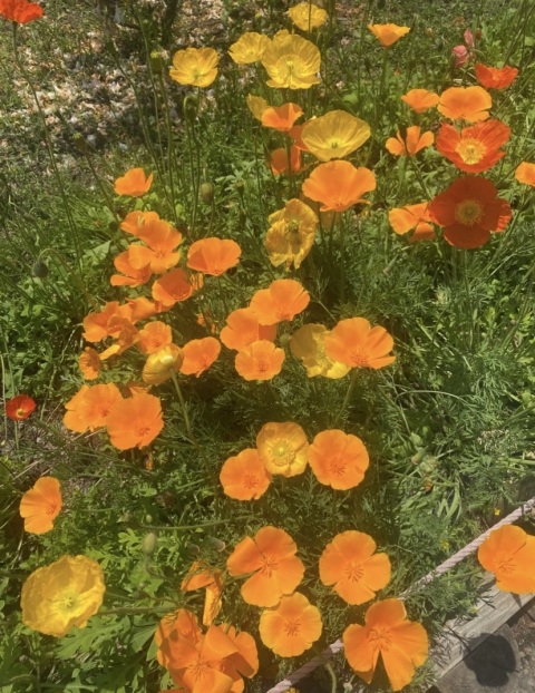 写メ