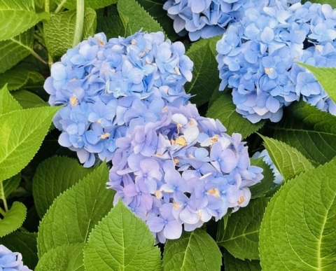 写メ