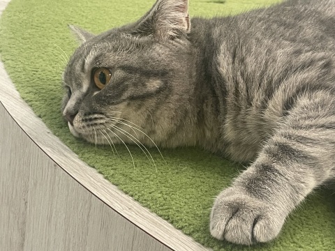 写メ