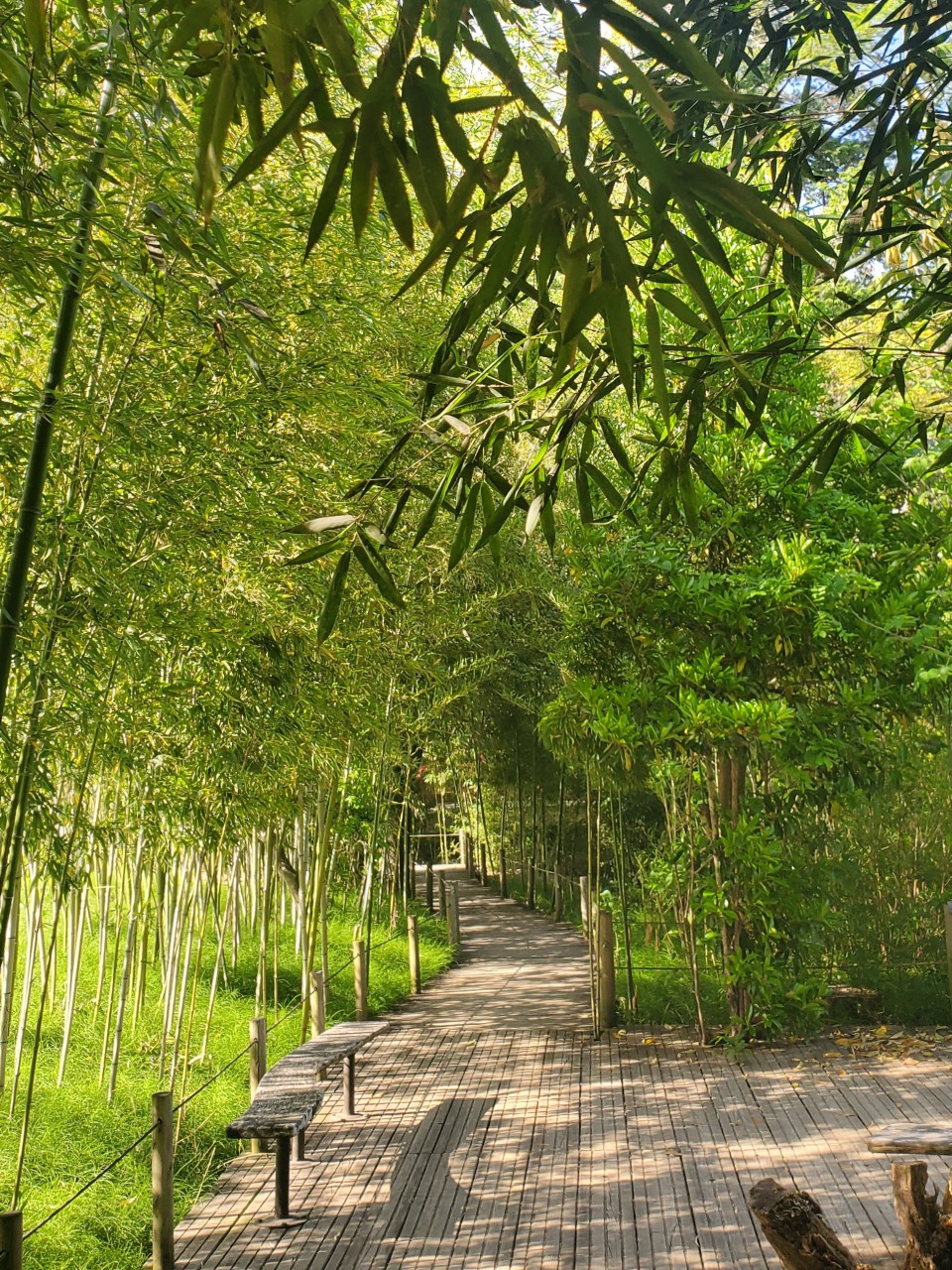 アップロード画像