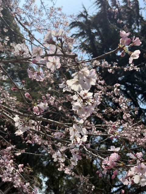 写メ