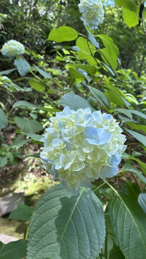 写メ
